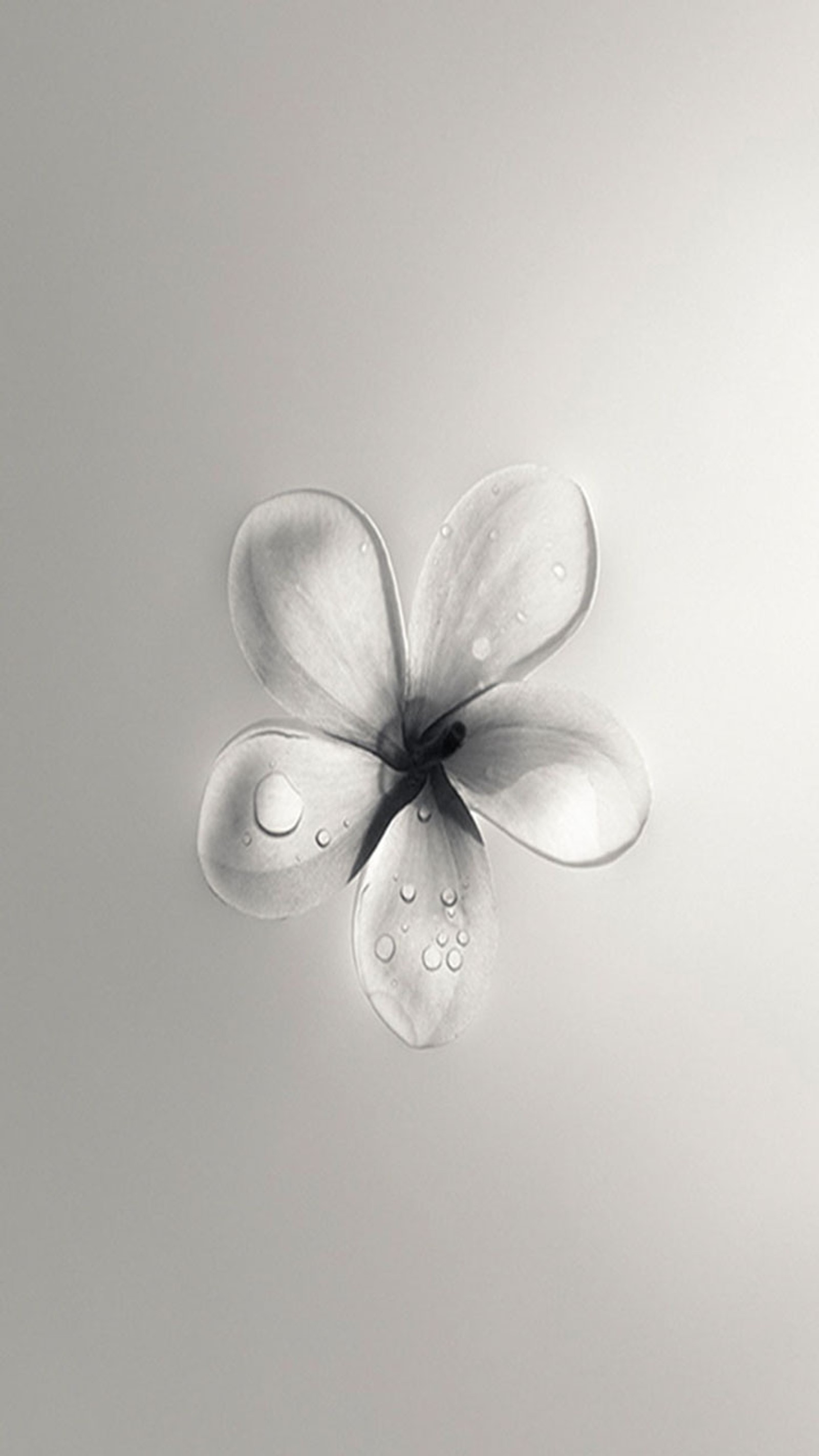 Il y a une fleur qui est posée sur une table (fleur, blanc)