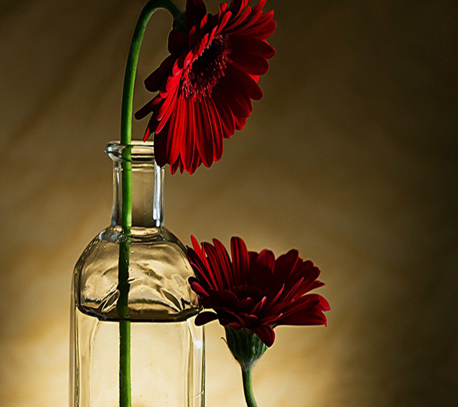 Deux fleurs rouges dans un vase transparent sur une table (beau, fleurs)