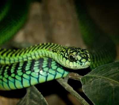 Cobra verde de árvore (Dispholidus p) com escamas impressionantes e coloração vívida.