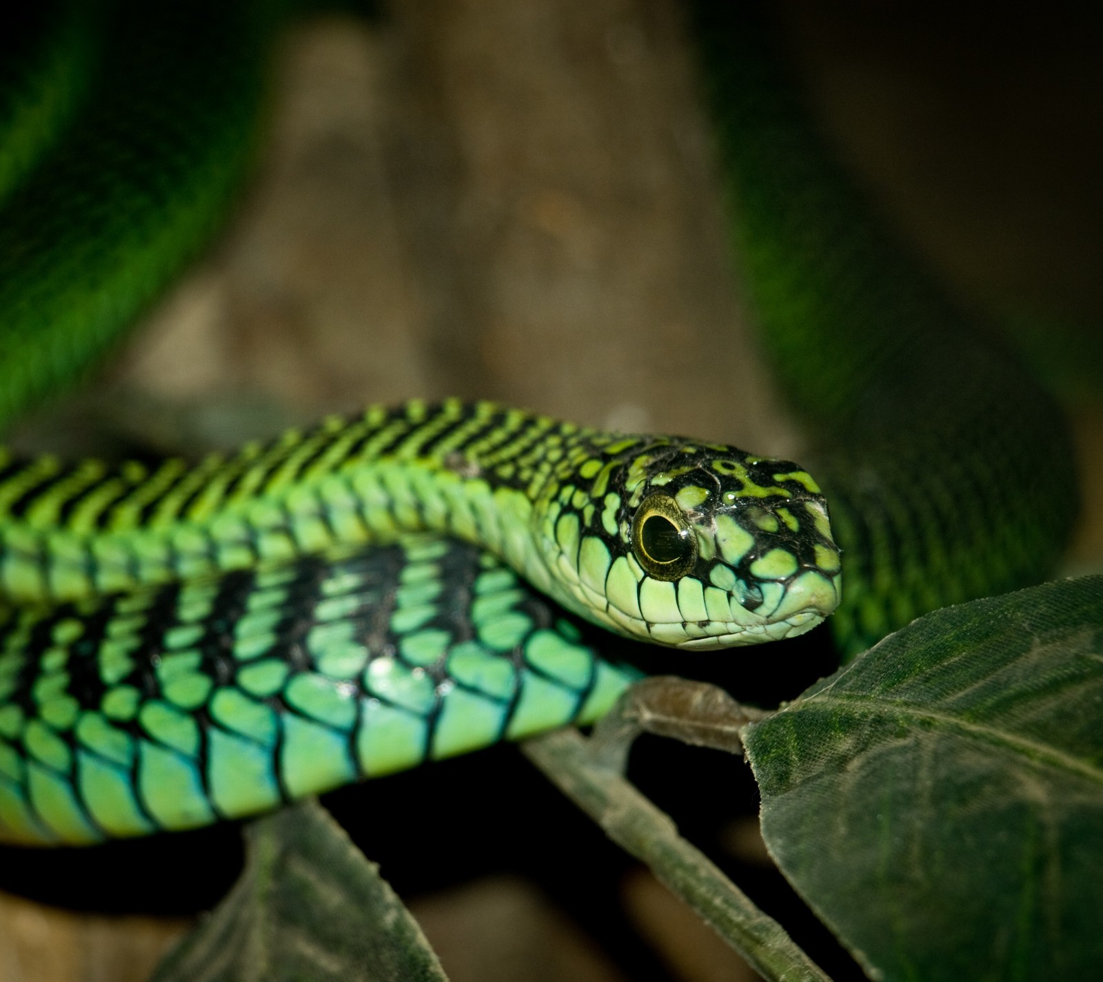 A close up of a green snake with a black stripe on its face (dispholidus p, r dispholidus)