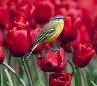 Ein lebhaft gelber Vogel sitzt auf einer roten Tulpe inmitten eines Feldes blühender Tulpen.