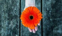 Close-up de uma gerbera laranja segurada em uma mão contra um fundo de madeira