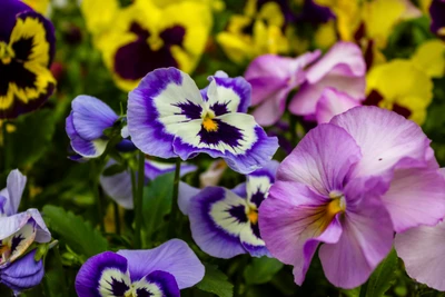 Lebendige Stiefmütterchen: Eine farbenfrohe Ausstellung von lila und gelben Blüten