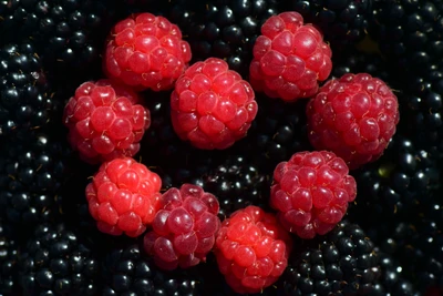 Frambuesas y moras frescas: un deleite natural de bayas