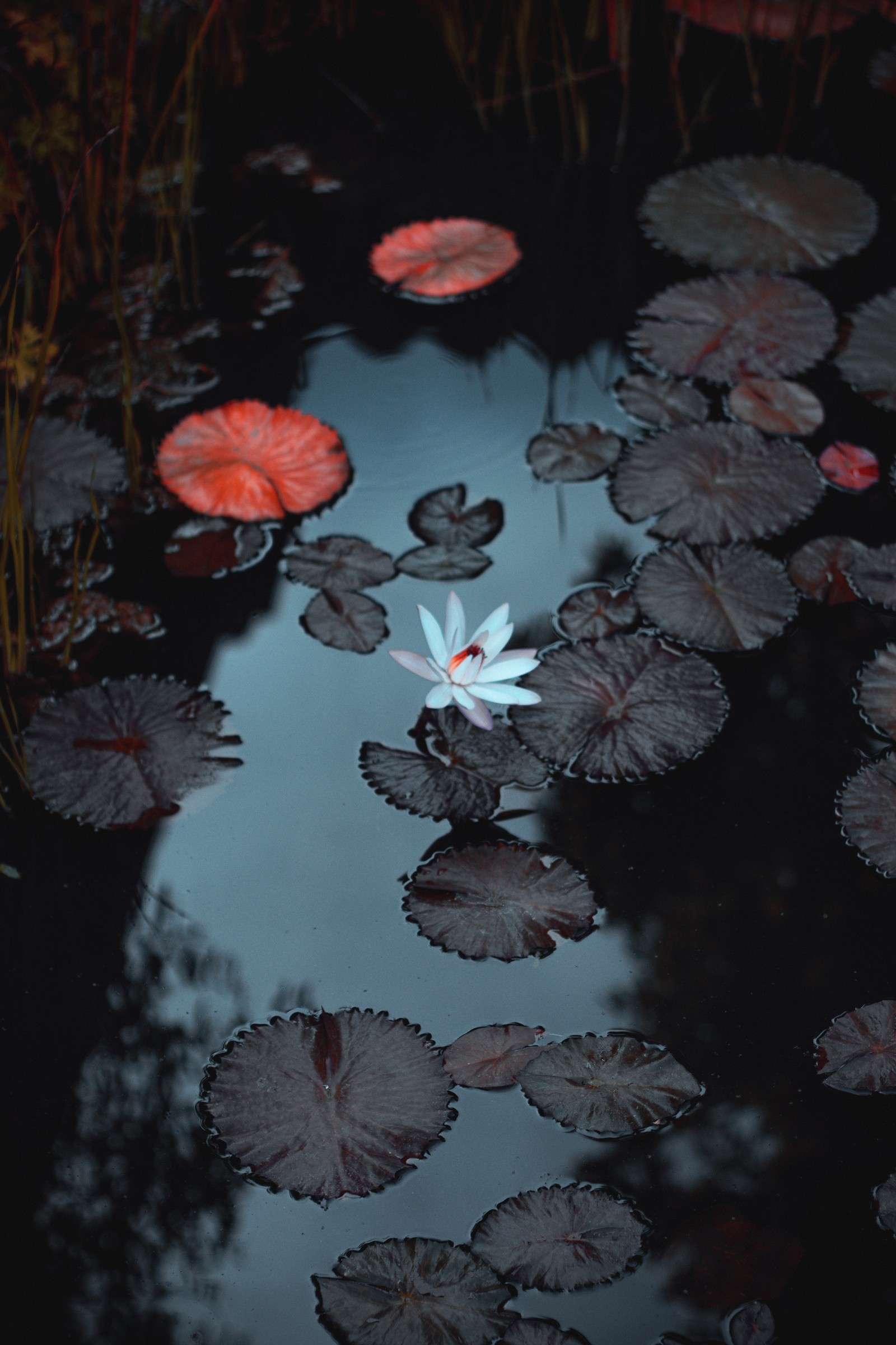 There is a white flower floating in a pond of water (water, water resources, plant, liquid, botany)