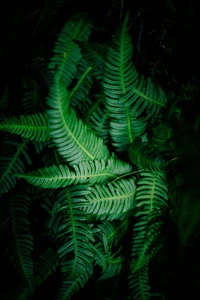 Lush green ostrich ferns showcasing intricate leaf patterns in a dense, natural setting.