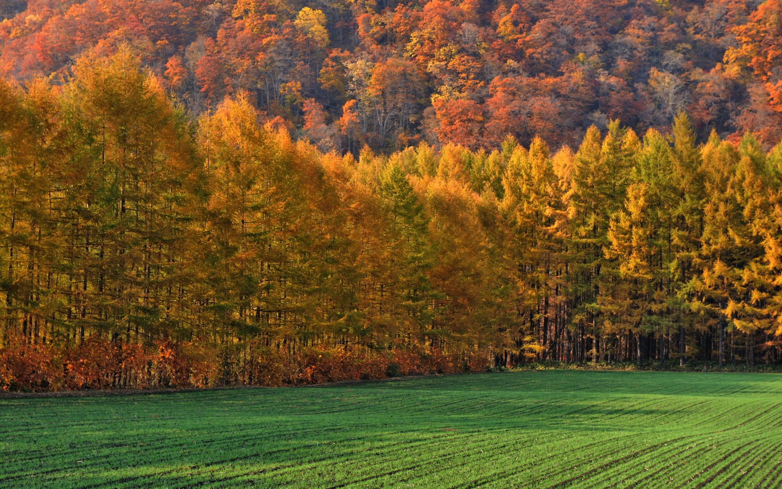 Arafed field with a row of trees in the background (autumn, nature, tree, leaf, vegetation)