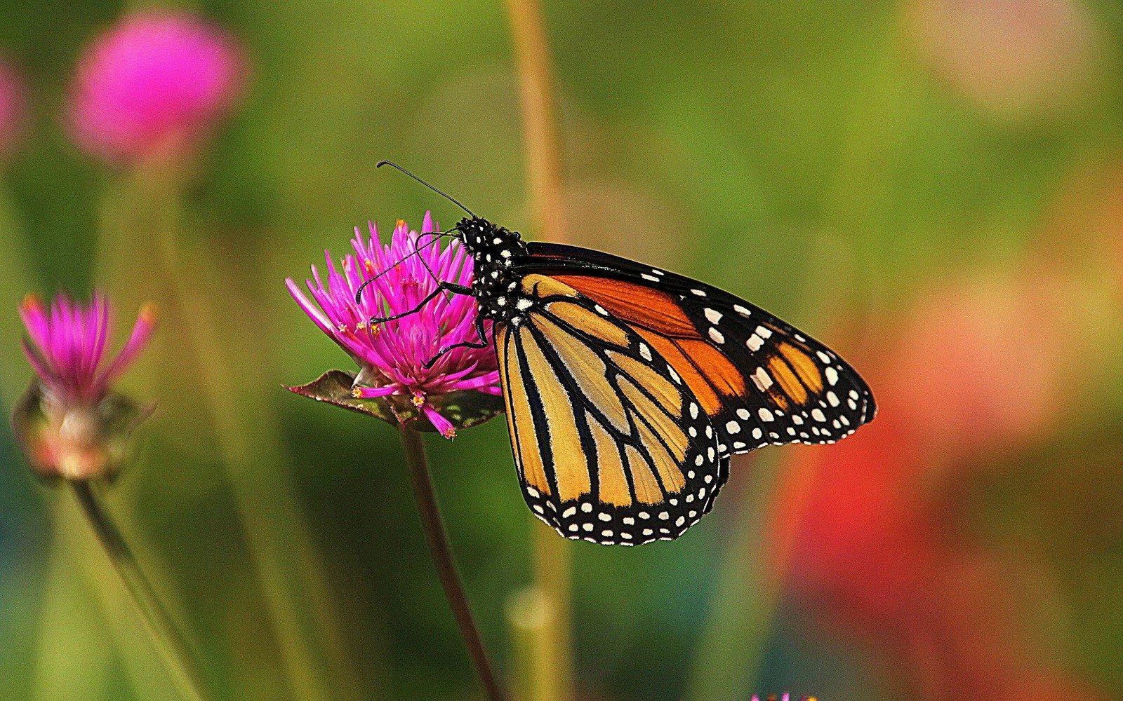 Lade insekt, monarchfalter, motten und schmetterlinge, schmetterling, wirbellose Hintergrund herunter