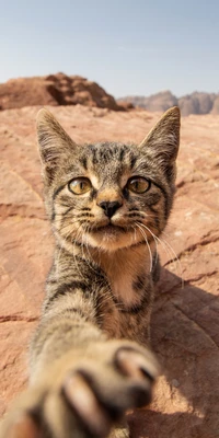 A curious cat reaches toward the camera, showcasing its striking eyes and distinctive whiskers against a rugged rocky landscape.