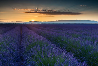 lavanda, púrpura, lavanda inglesa, campo, cielo