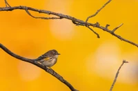 Der Gelbbauch-Waldsänger sitzt auf einem Zweig vor einem lebhaften herbstlichen Hintergrund.