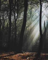 Sonnenlicht, das durch einen nebligen alten Wald filtert