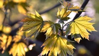 Autumn Glow: Yellow Maple Leaves on a Branch