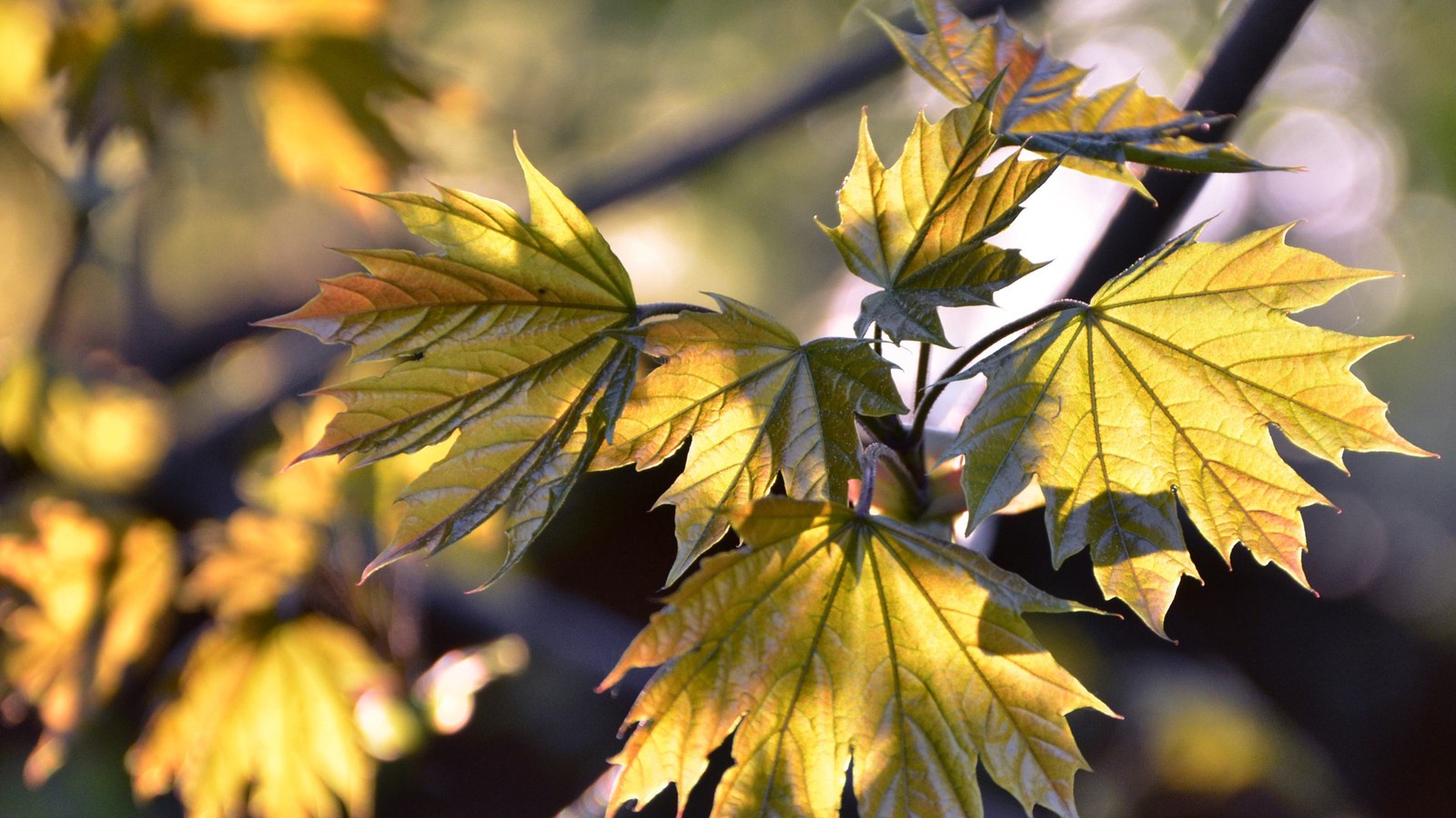 A close up of a leafy tree branch with yellow leaves (leaf, tree, yellow, maple leaf, branch)