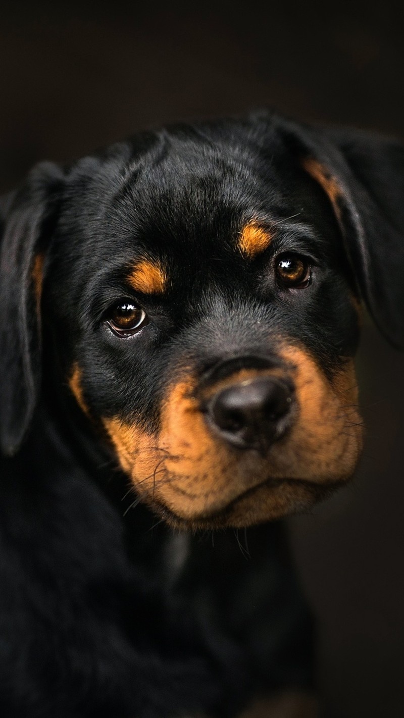 Жираф с черным и рыжим лицом смотрит в камеру (ротвейлер, rottweiler, такса, щенок, вест хайленд уайт терьер)