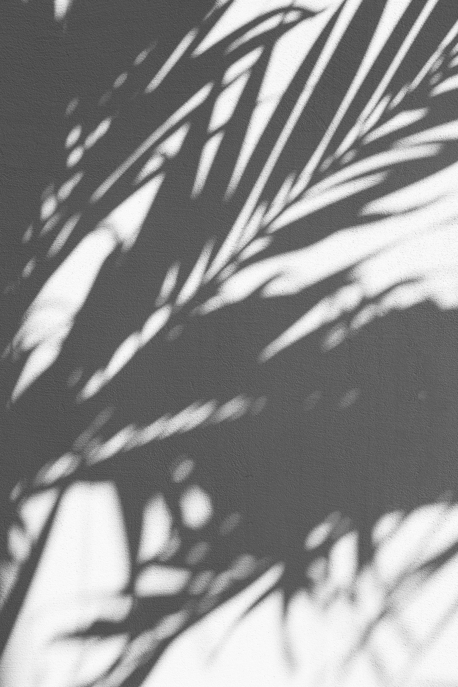 Shadows of palm leaves on a white wall in a black and white photo (palm trees, tree, monochrome, branch, grass family)