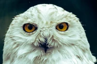 Snowy Owl with striking yellow eyes and fluffy white feathers.