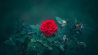 Vibrant Red Rose Amidst Lush Green Foliage