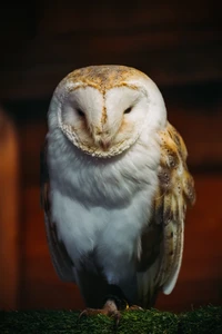 Primer plano de un búho de granero, mostrando sus distintivas características faciales y su plumaje texturizado contra un fondo oscuro.