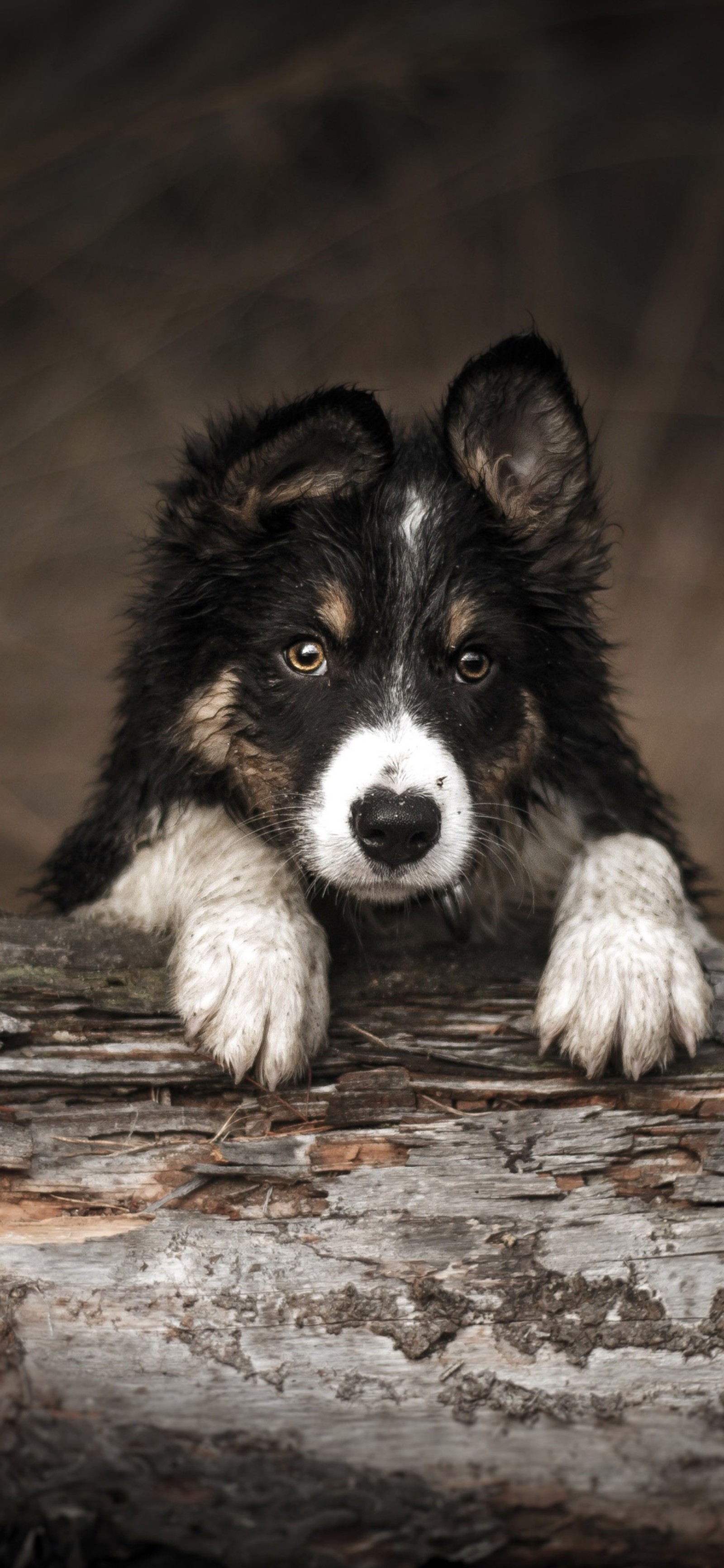 Hay un perro tumbado sobre un tronco (gran danés, border collie, beagle, husky siberiano, collie áspero)