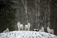 A pack of white wolves howling in a snowy, wooded landscape.