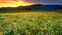 Pradera de flores silvestres vibrantes al atardecer con fondo montañoso