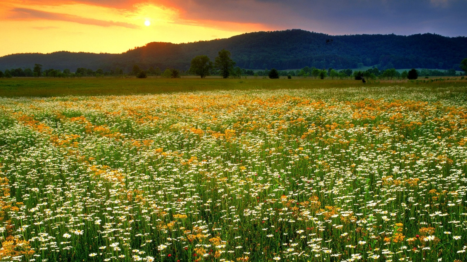 mountain, flower, plant, ecoregion, light wallpaper