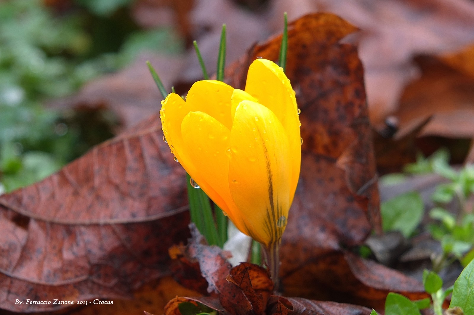 Fleur de crocus jaune avec des gouttes d'eau dessus dans l'herbe (fleur, plante, feuille, jaune, plante à fleurs)