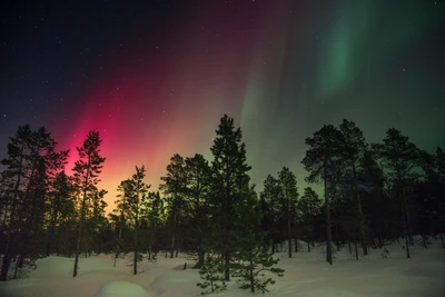 Faszinierende Aurora über einem schneebedeckten Wald um Mitternacht