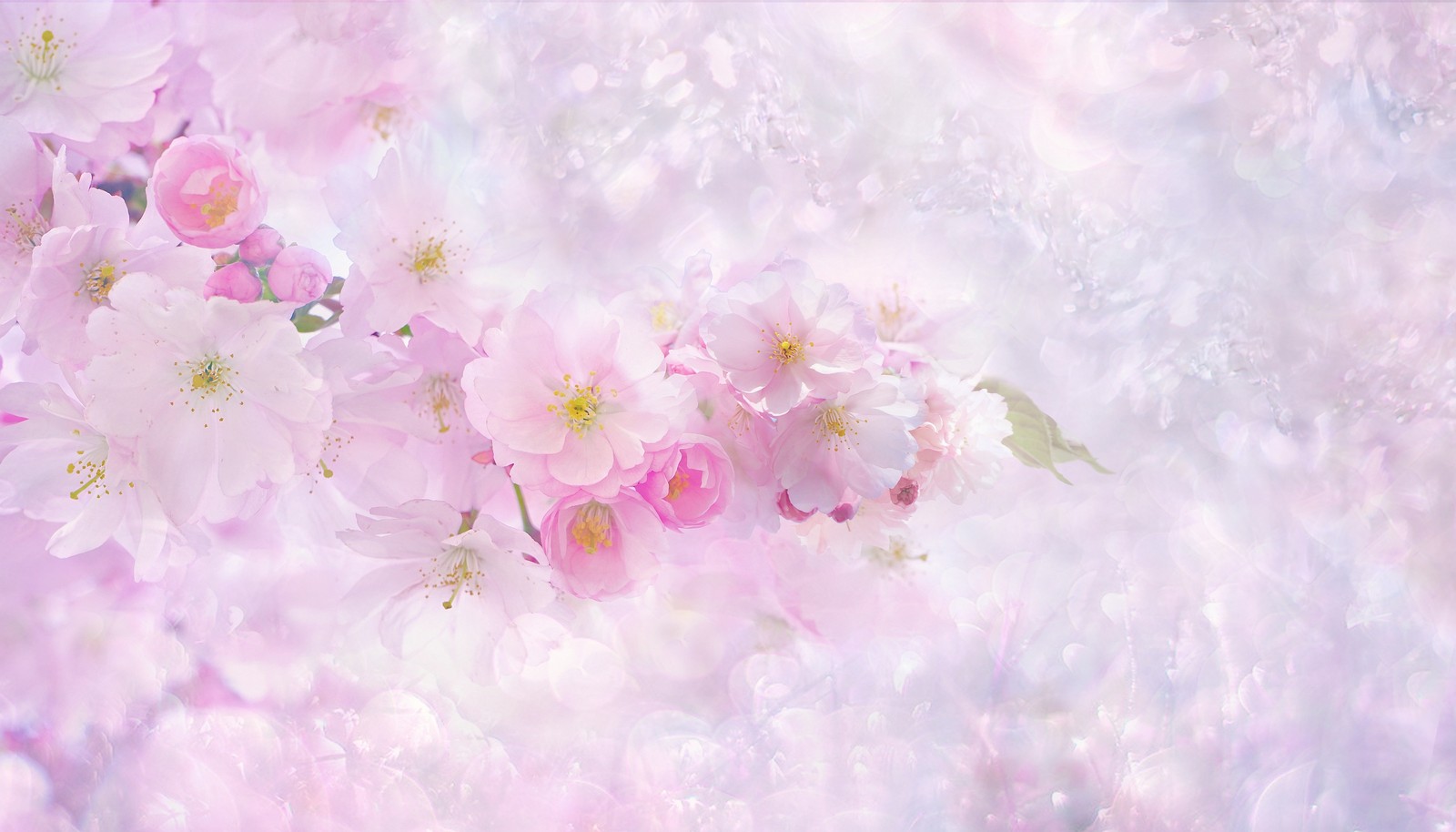 A close up of a bunch of pink flowers on a tree (cherry blossom, light pink background, pink flowers, cherry tree, pink background)