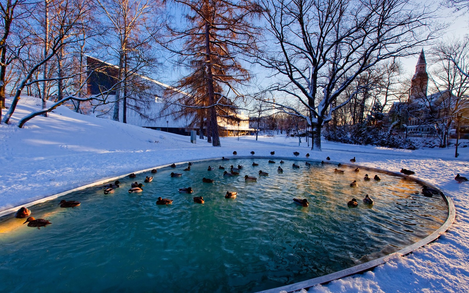 Patos nadando em um lago em um parque coberto de neve (inverno, neve, água, árvore, piscina)