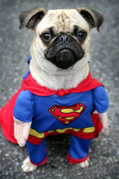 cute, dog, funny, hero, i4