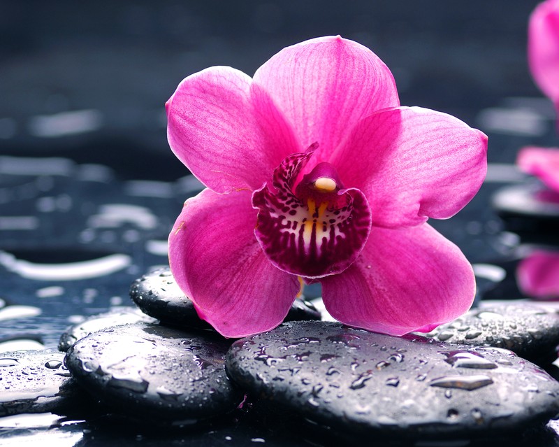 Много камней с розовым цветком на них (beautiful orchid pink, water stones)