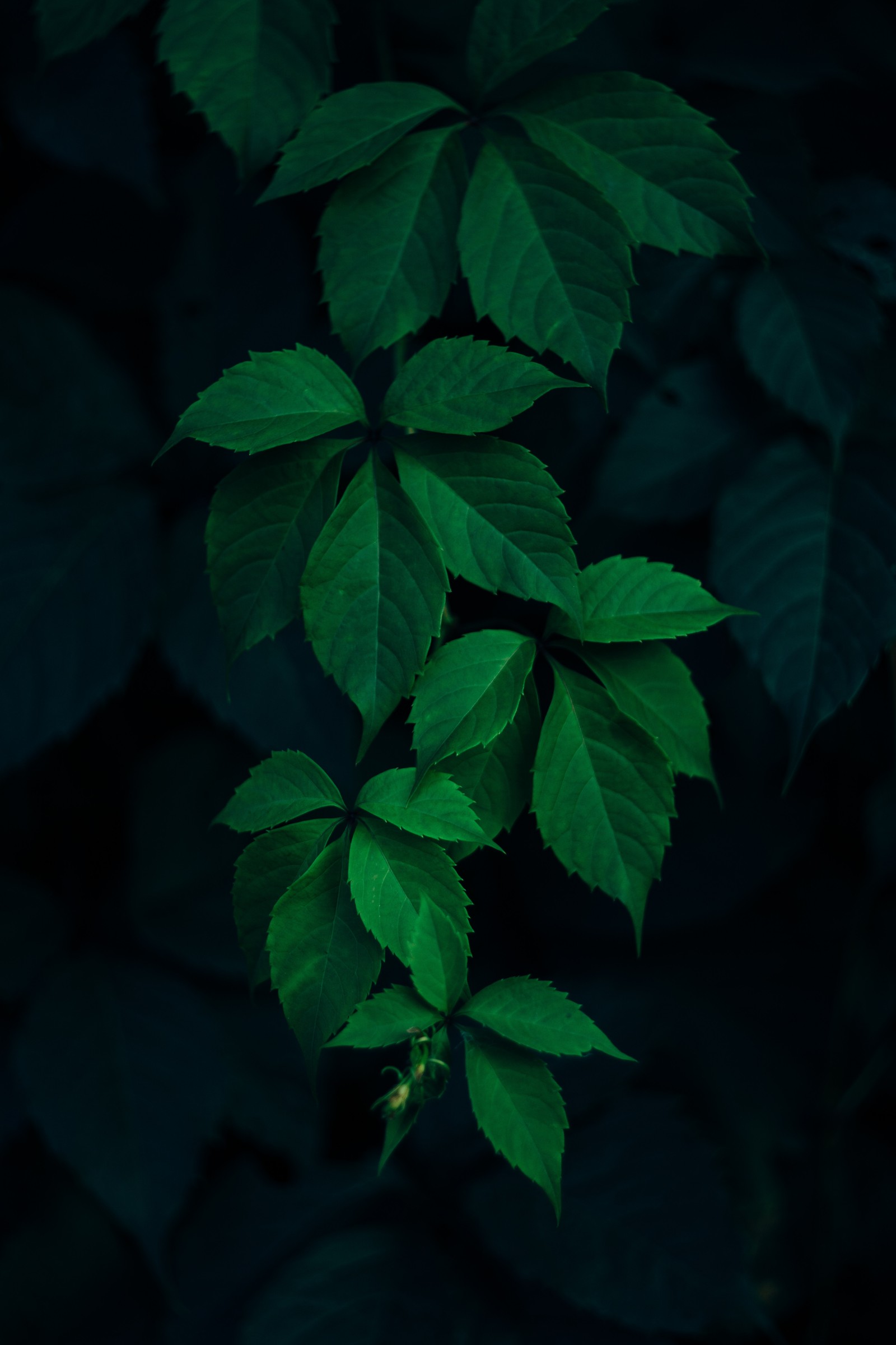 A close up of a green leafy plant with dark background (abej, beograd, green, planta)