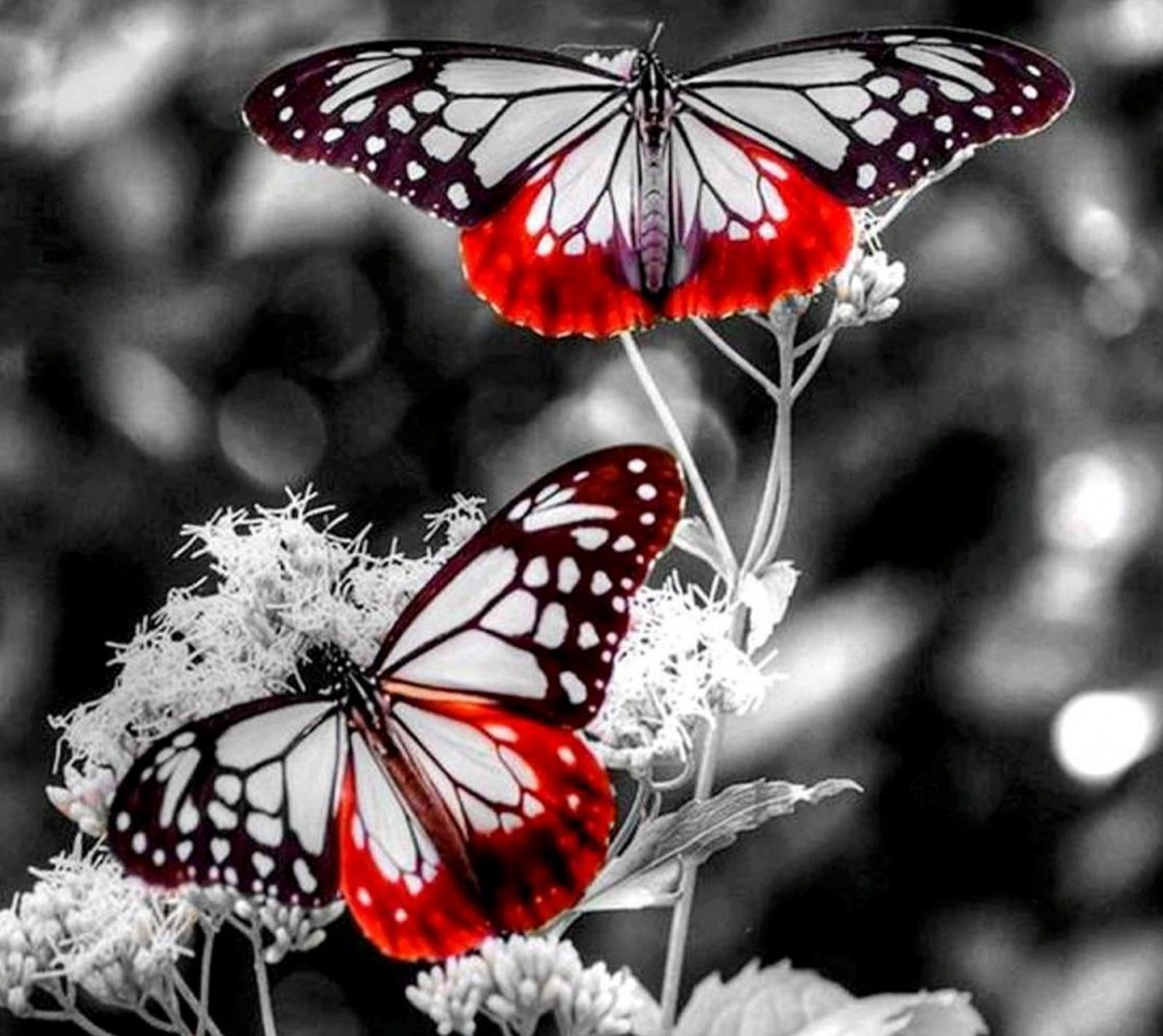 Descargar fondo de pantalla mariposa, new day, rojo