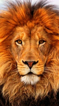 Majestic Lion: The King of the Savanna