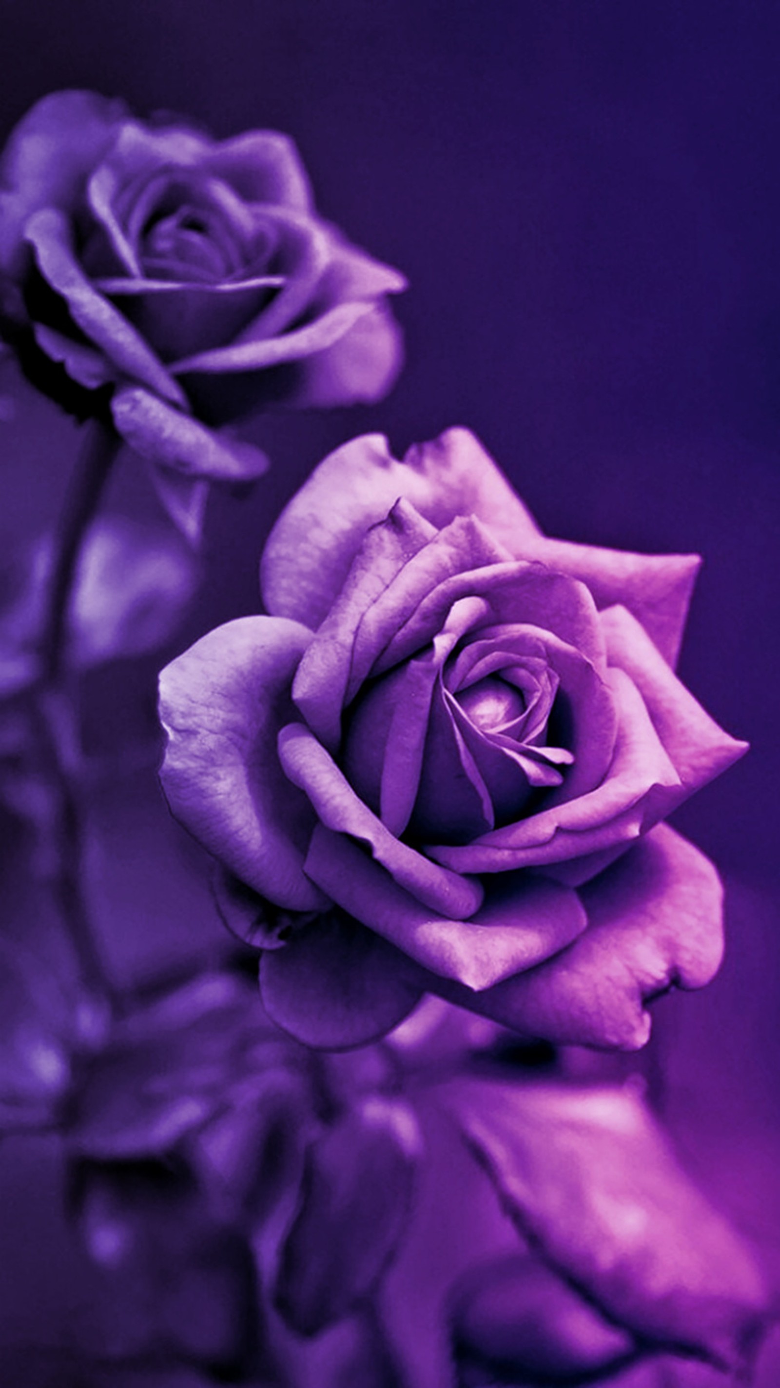 Rosas roxas em um vaso com um fundo roxo (roxo, rosas)