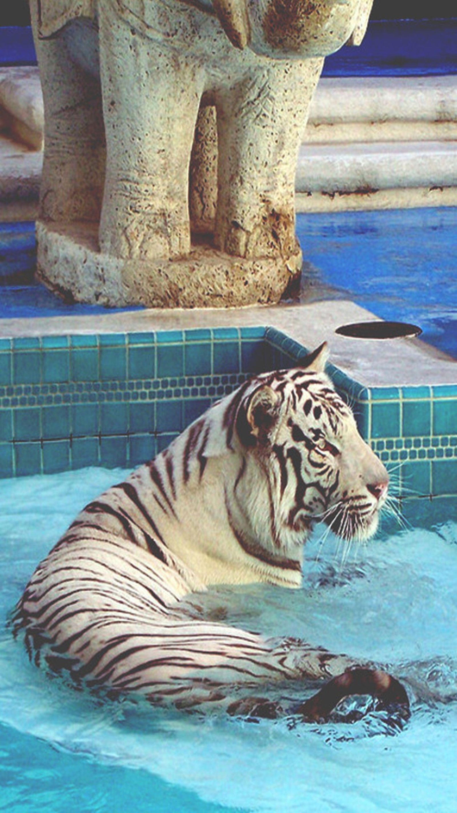 There is a white tiger that is in the water with a statue behind it (tiger, water)