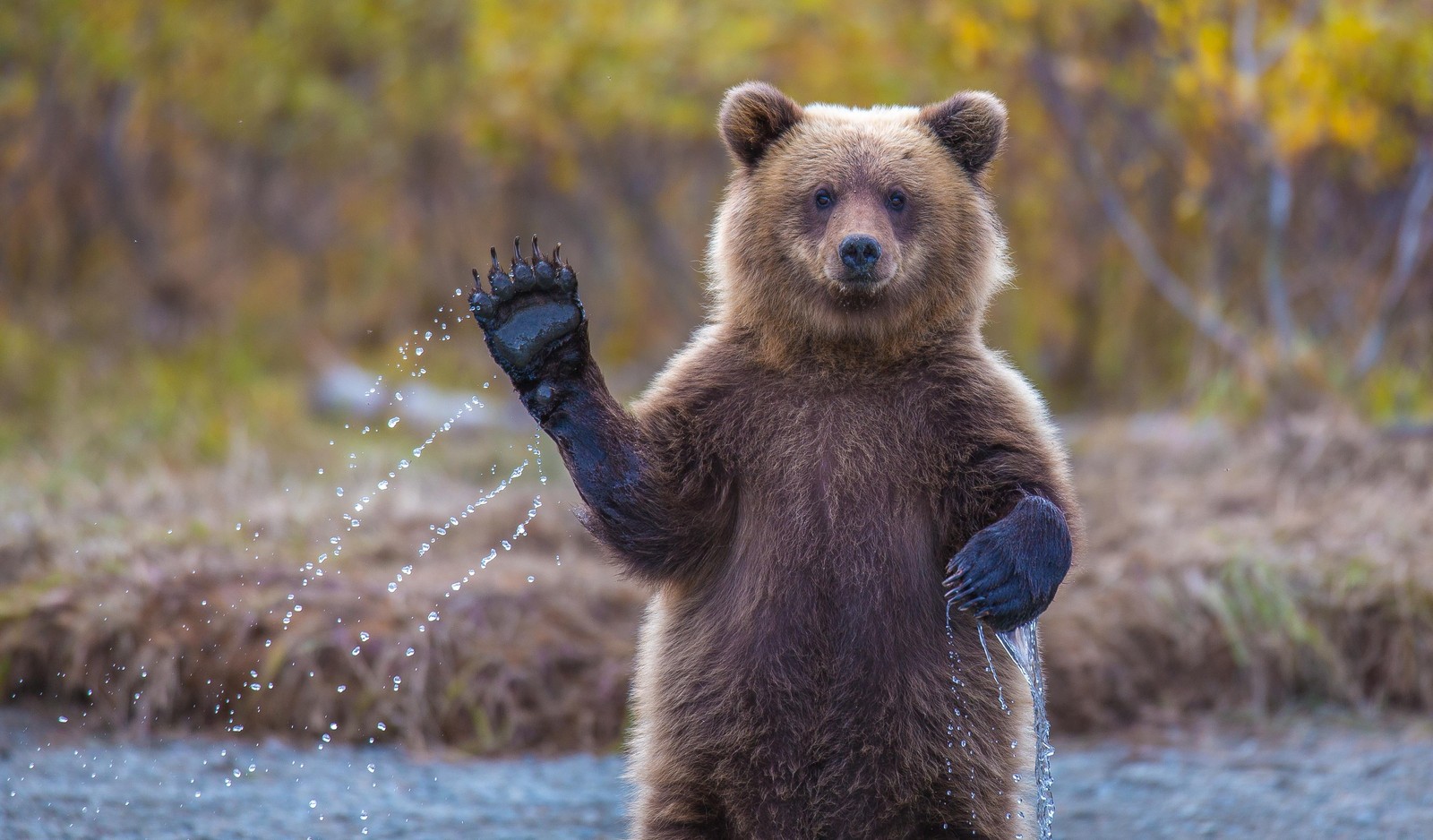 Há um urso em pé com as patas no ar (urso, ursos, grizzly)