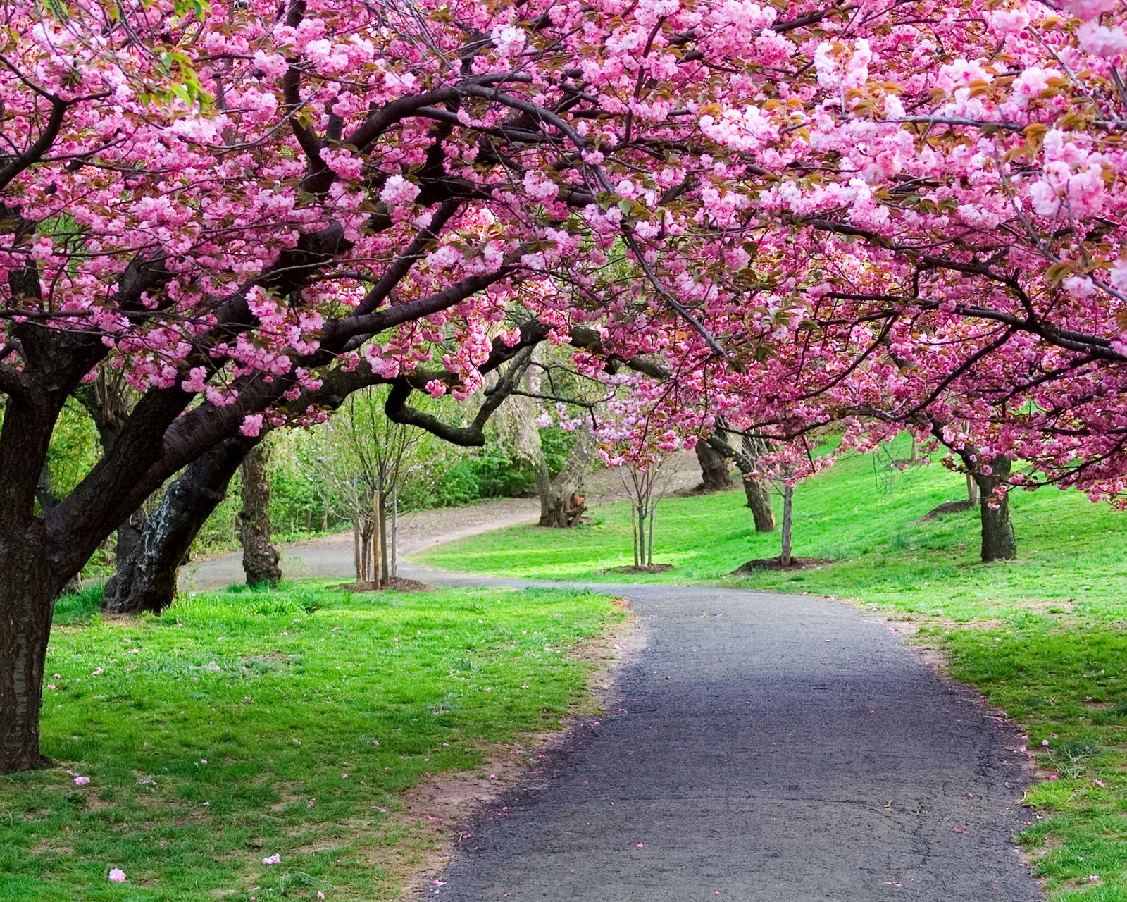 Una vista de un camino con flores rosas en los árboles (hermoso, flores, verde, hd, naturaleza)