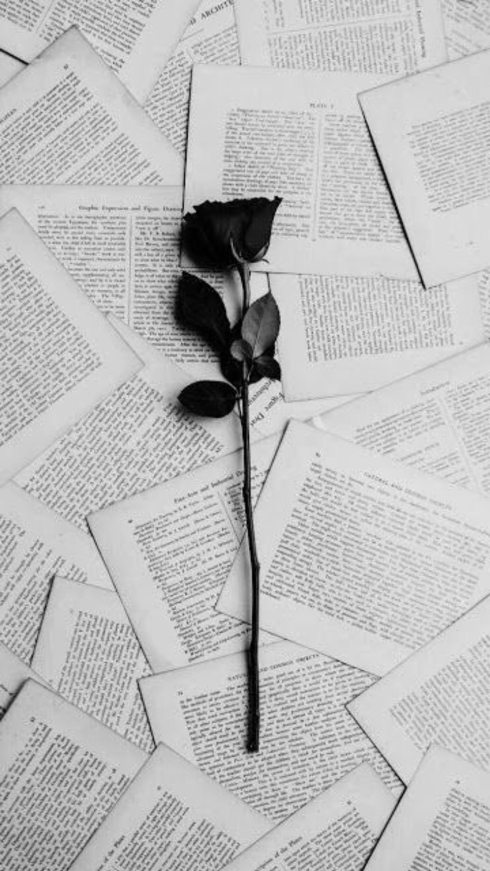 Foto en blanco y negro de una sola rosa sobre una pila de libros (negro, libro, francia, rojo, romántico)