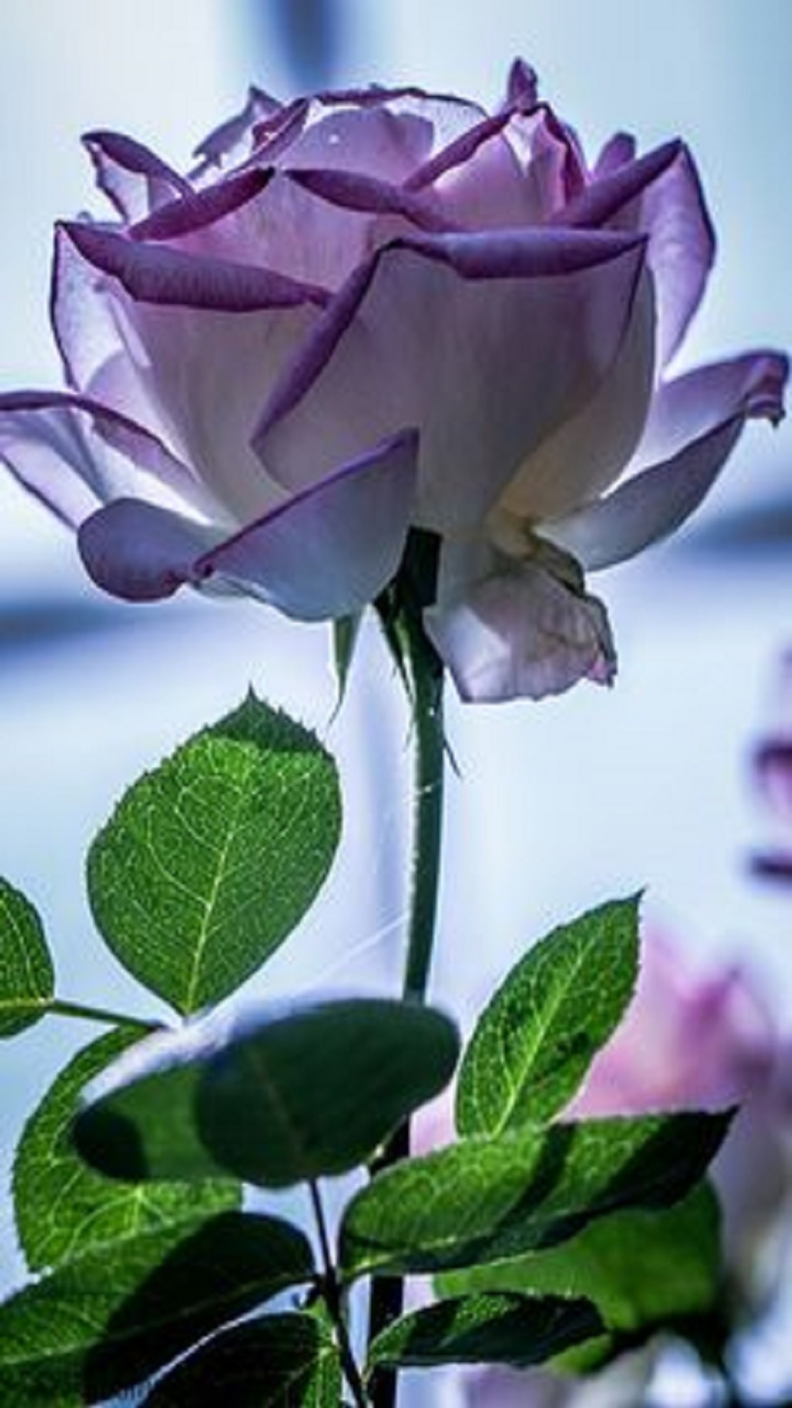 Una rosa púrpura frente a una ventana con un fondo de cielo azul (flor, rosa)