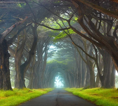 green, landscape, nature, road, trees