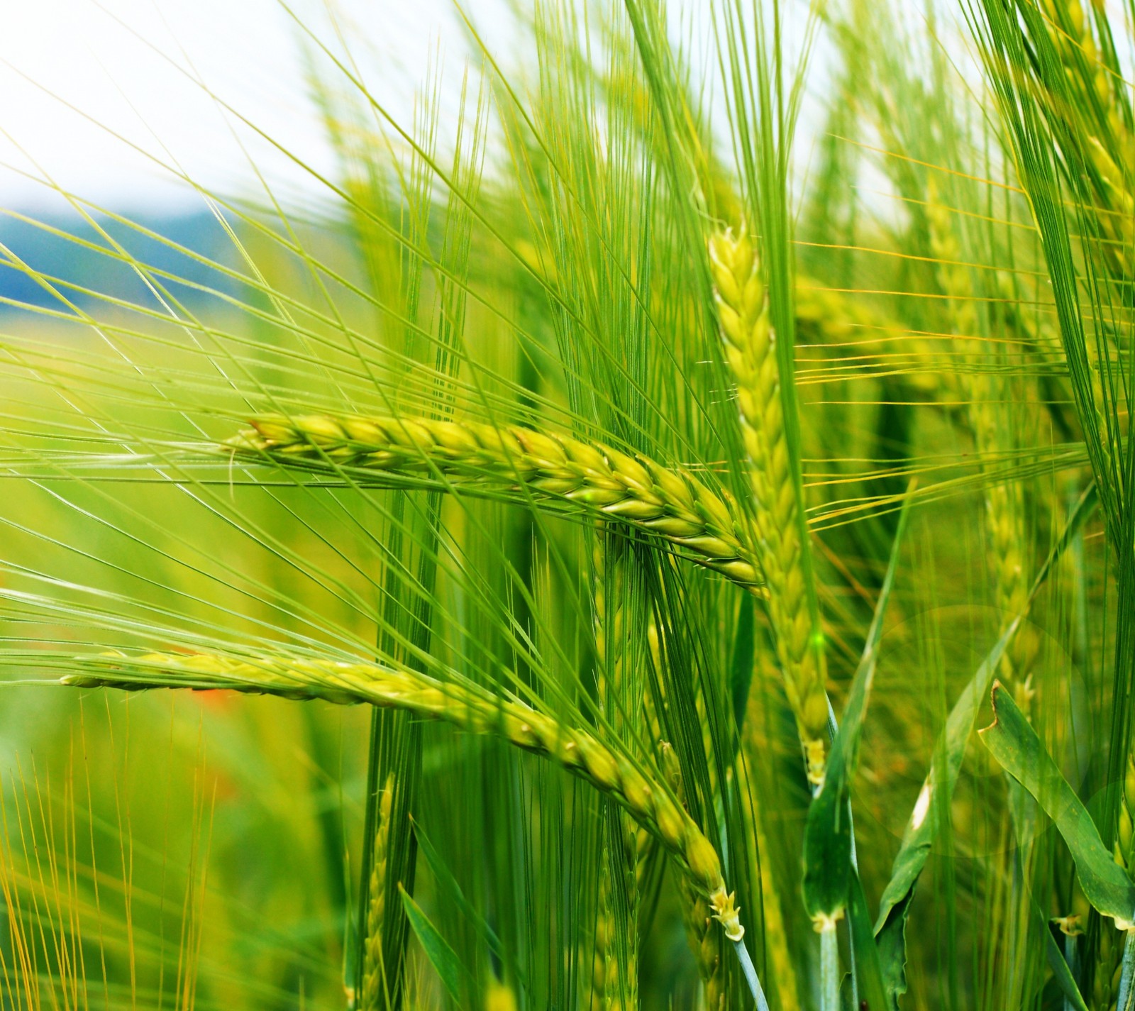 There are many green wheats growing in a field (4k, beautiful, corn, grass, green)