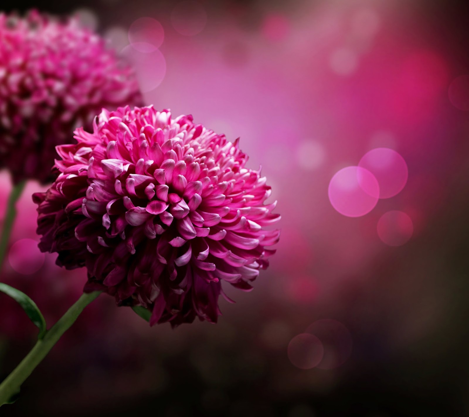 beautiful, flowers Download Wallpaper