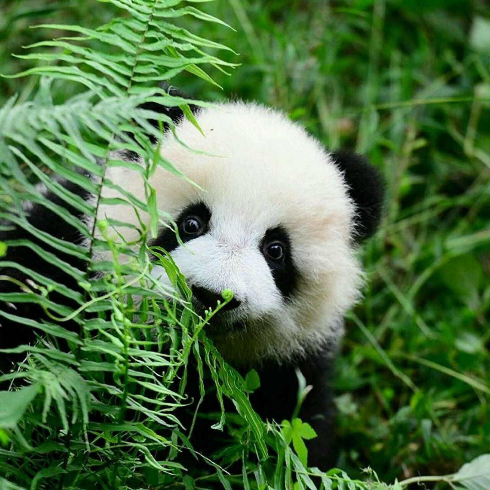 Panda en la hierba comiendo hojas de un árbol (naturaleza, panda)