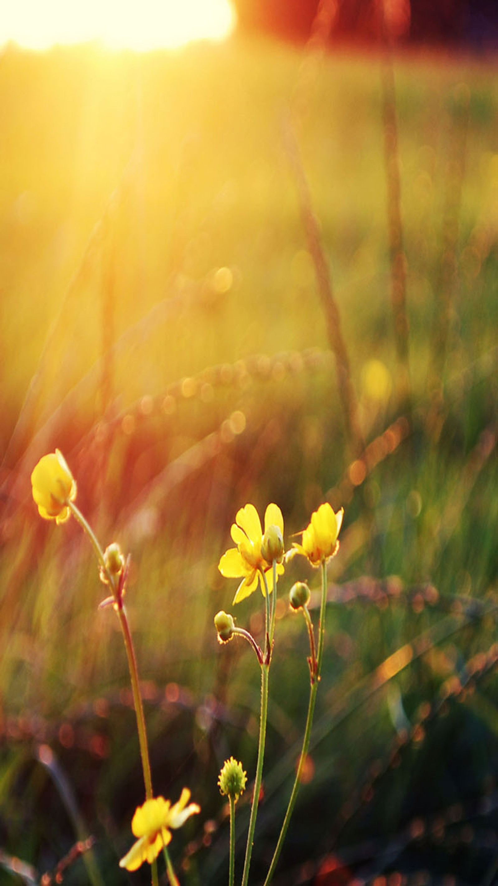 There are yellow flowers in the grass with the sun shining (flowers, yellow)