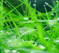 Vibrant Dew-Kissed Grass Close-Up