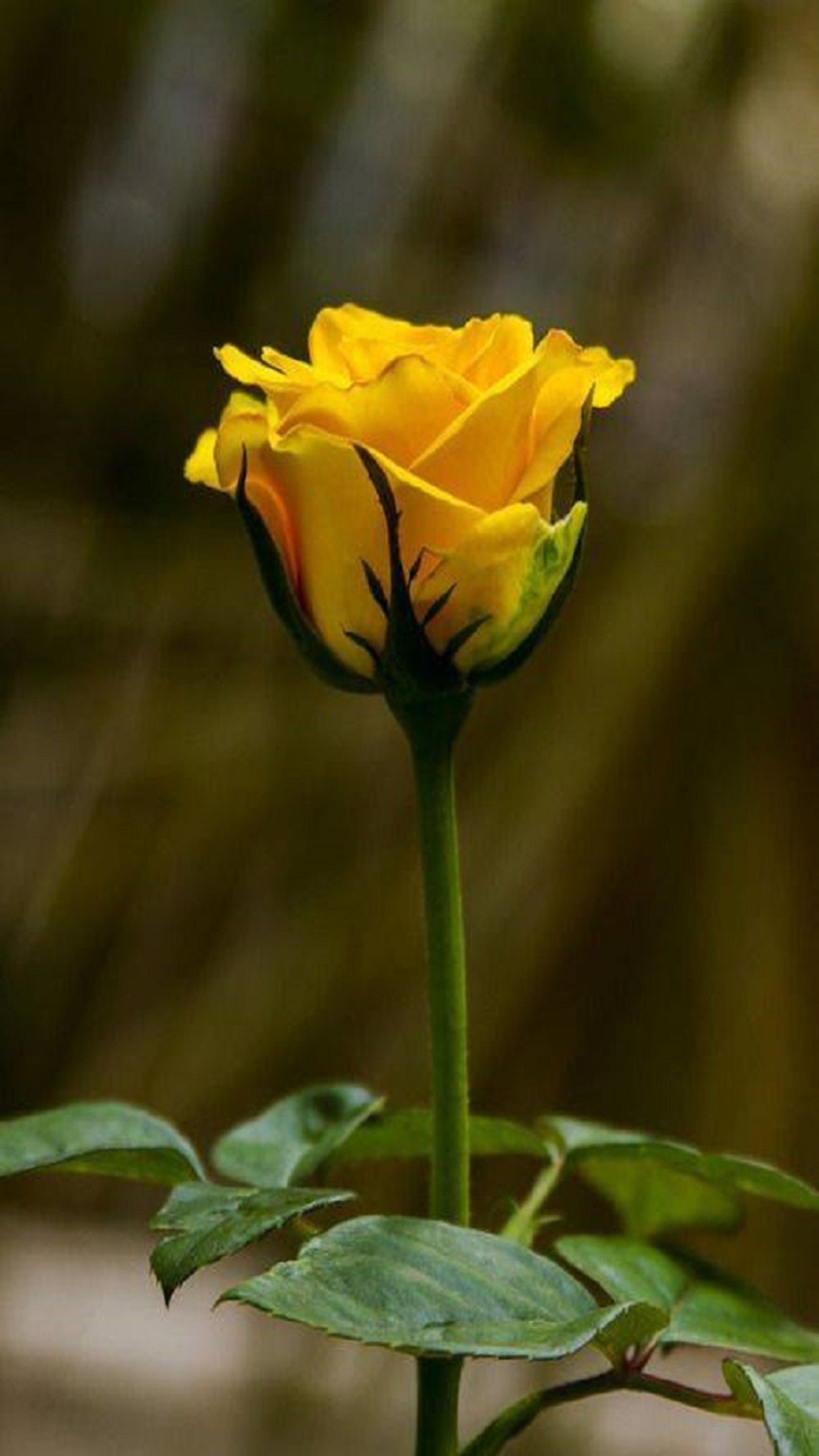 A close up of a yellow rose budding in a garden (flower, rose)