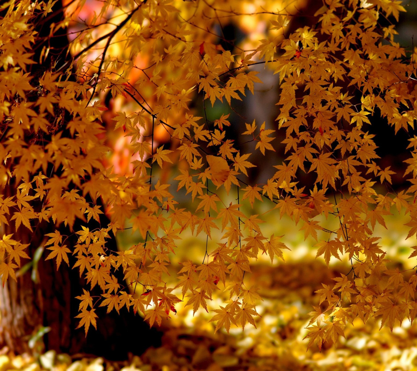 Скачать обои осень, leaves lace